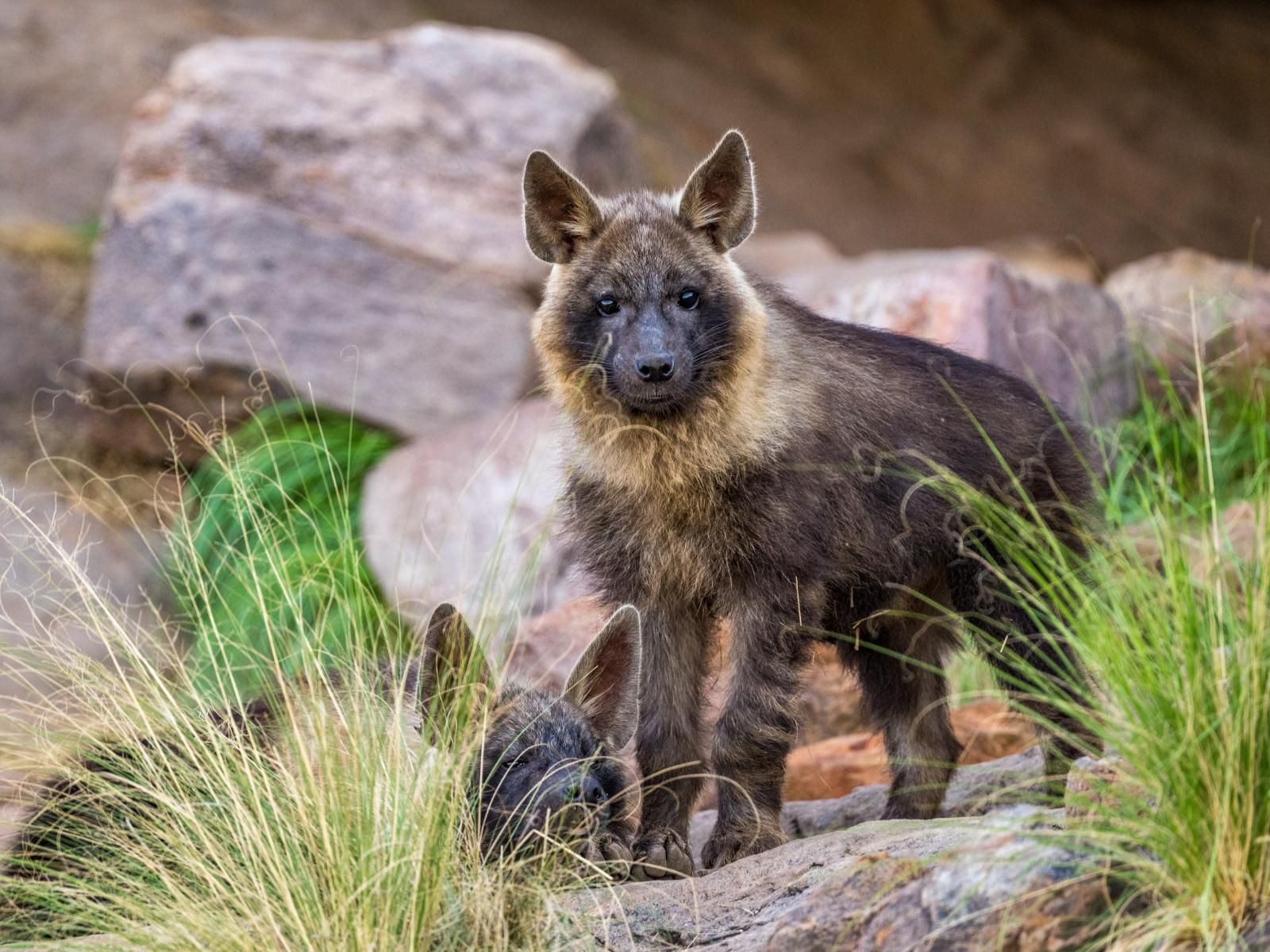 Tswalu Kalahari Reserve Hotazel Northern Cape South Africa Bear, Mammal, Animal, Predator, Hyaena, Wolf
