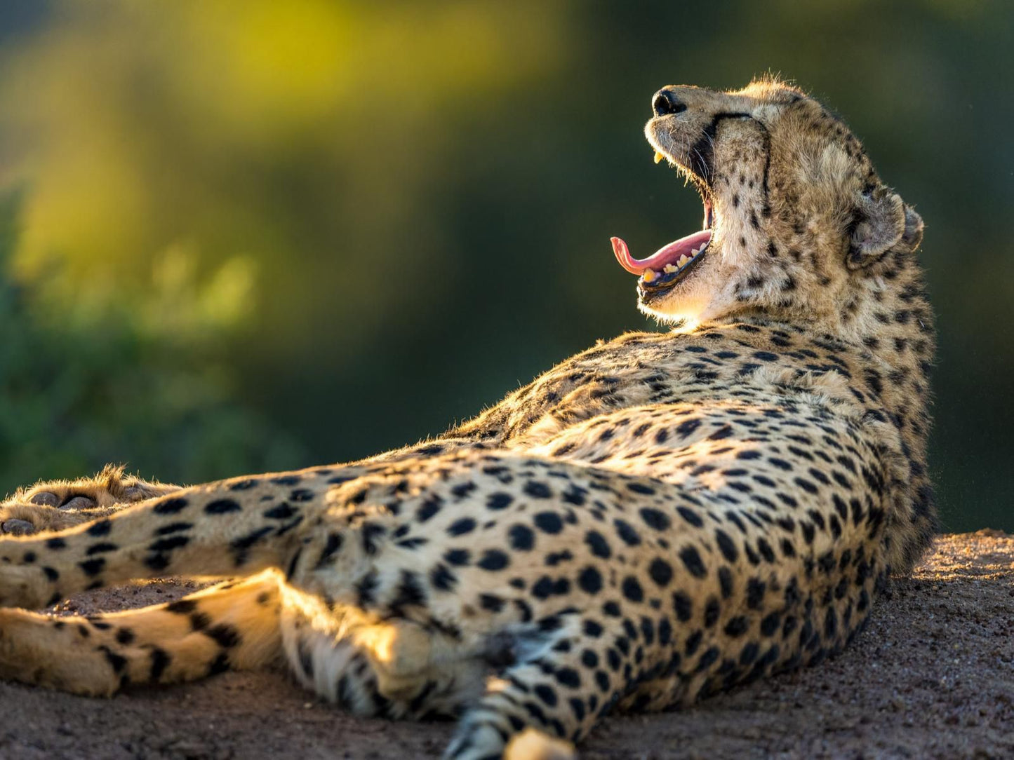 Tswalu Kalahari Reserve Hotazel Northern Cape South Africa Cheetah, Mammal, Animal, Big Cat, Predator