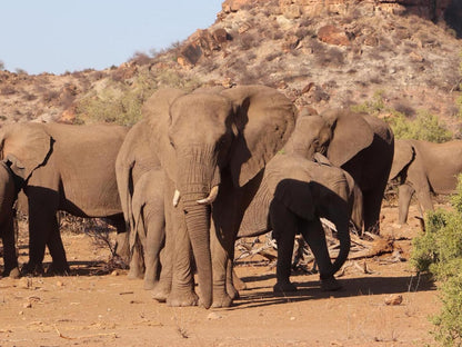 Tswehe Wildlife Reserve, Elephant, Mammal, Animal, Herbivore