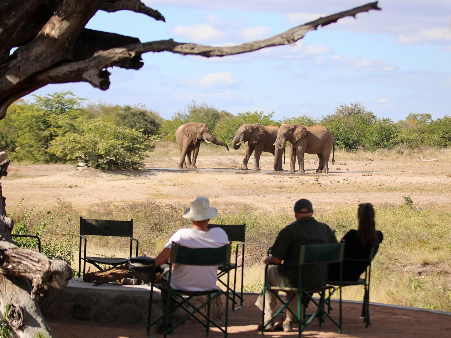 Tswehe Wildlife Reserve, Elephant, Mammal, Animal, Herbivore, Person