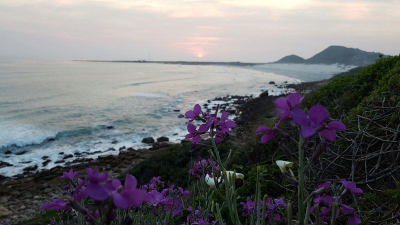 Tubular Swells Scarborough Cape Town Western Cape South Africa Beach, Nature, Sand, Flower, Plant, Sunset, Sky