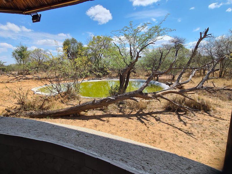 Tumbili Lodge Mabalingwe Nature Reserve Bela Bela Warmbaths Limpopo Province South Africa Complementary Colors, Reptile, Animal