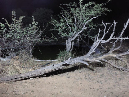 Tumbili Lodge Mabalingwe Nature Reserve Bela Bela Warmbaths Limpopo Province South Africa Unsaturated, River, Nature, Waters, Tree, Plant, Wood