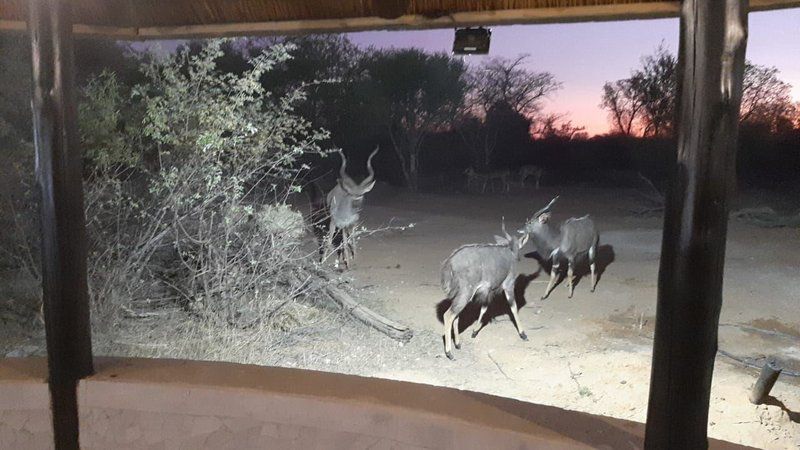 Tumbili Lodge Mabalingwe Nature Reserve Bela Bela Warmbaths Limpopo Province South Africa Deer, Mammal, Animal, Herbivore