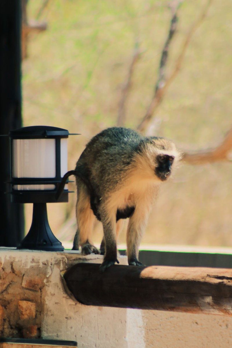 Tumbili Lodge Mabalingwe Nature Reserve Bela Bela Warmbaths Limpopo Province South Africa Animal