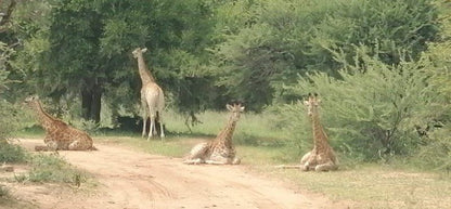 Tumbili Lodge Mabalingwe Nature Reserve Bela Bela Warmbaths Limpopo Province South Africa Giraffe, Mammal, Animal, Herbivore