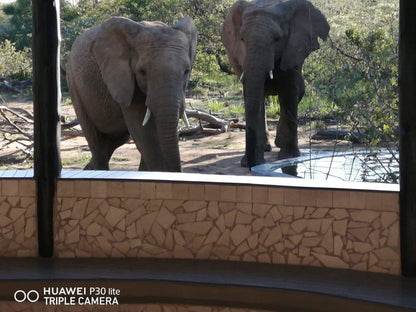 Tumbili Lodge Mabalingwe Nature Reserve Bela Bela Warmbaths Limpopo Province South Africa Elephant, Mammal, Animal, Herbivore