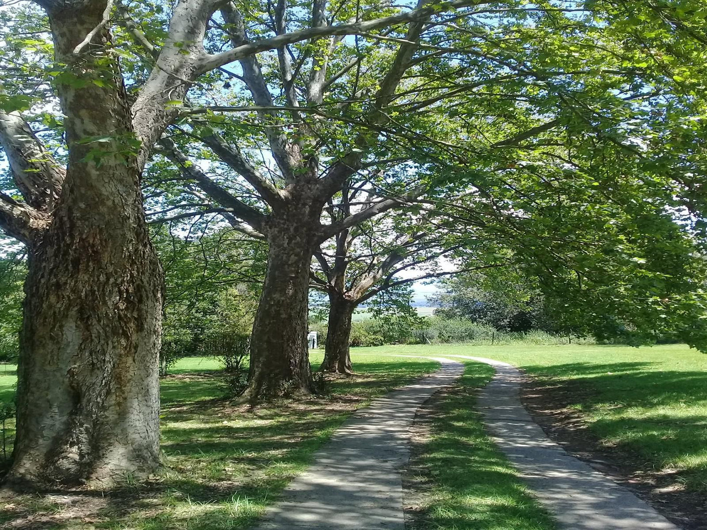 Tumble In Underberg Kwazulu Natal South Africa Plant, Nature, Tree, Wood