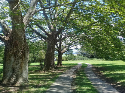 Tumble In Underberg Kwazulu Natal South Africa Plant, Nature, Tree, Wood