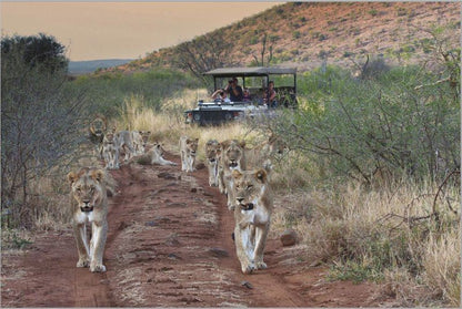 Tuningi Safari Lodge Madikwe Game Reserve North West Province South Africa Animal