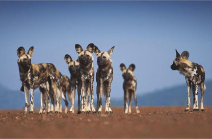 Tuningi Safari Lodge Madikwe Game Reserve North West Province South Africa Complementary Colors, Dog, Mammal, Animal, Pet