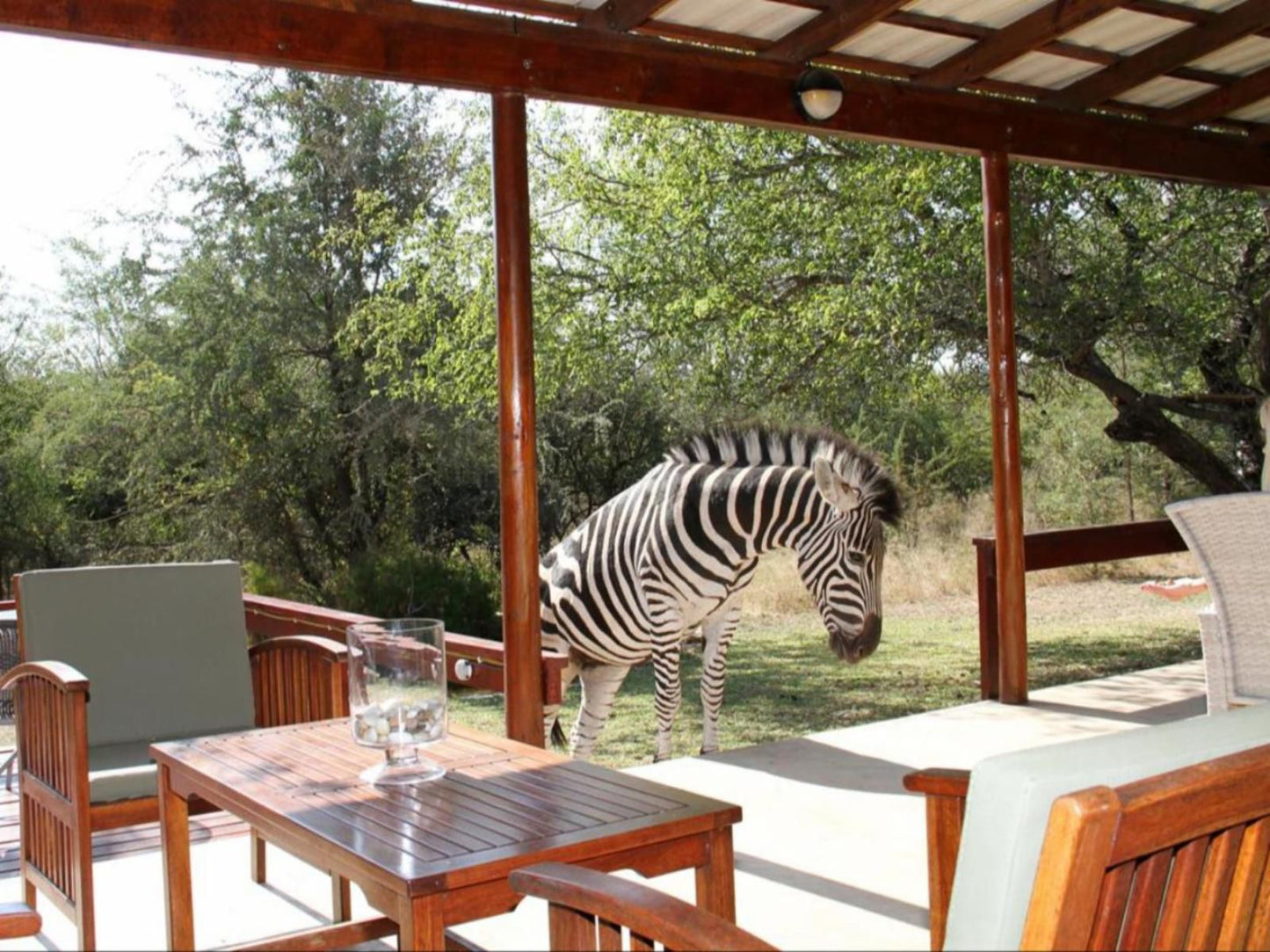 Turaco Lodge Marloth Park Mpumalanga South Africa Zebra, Mammal, Animal, Herbivore