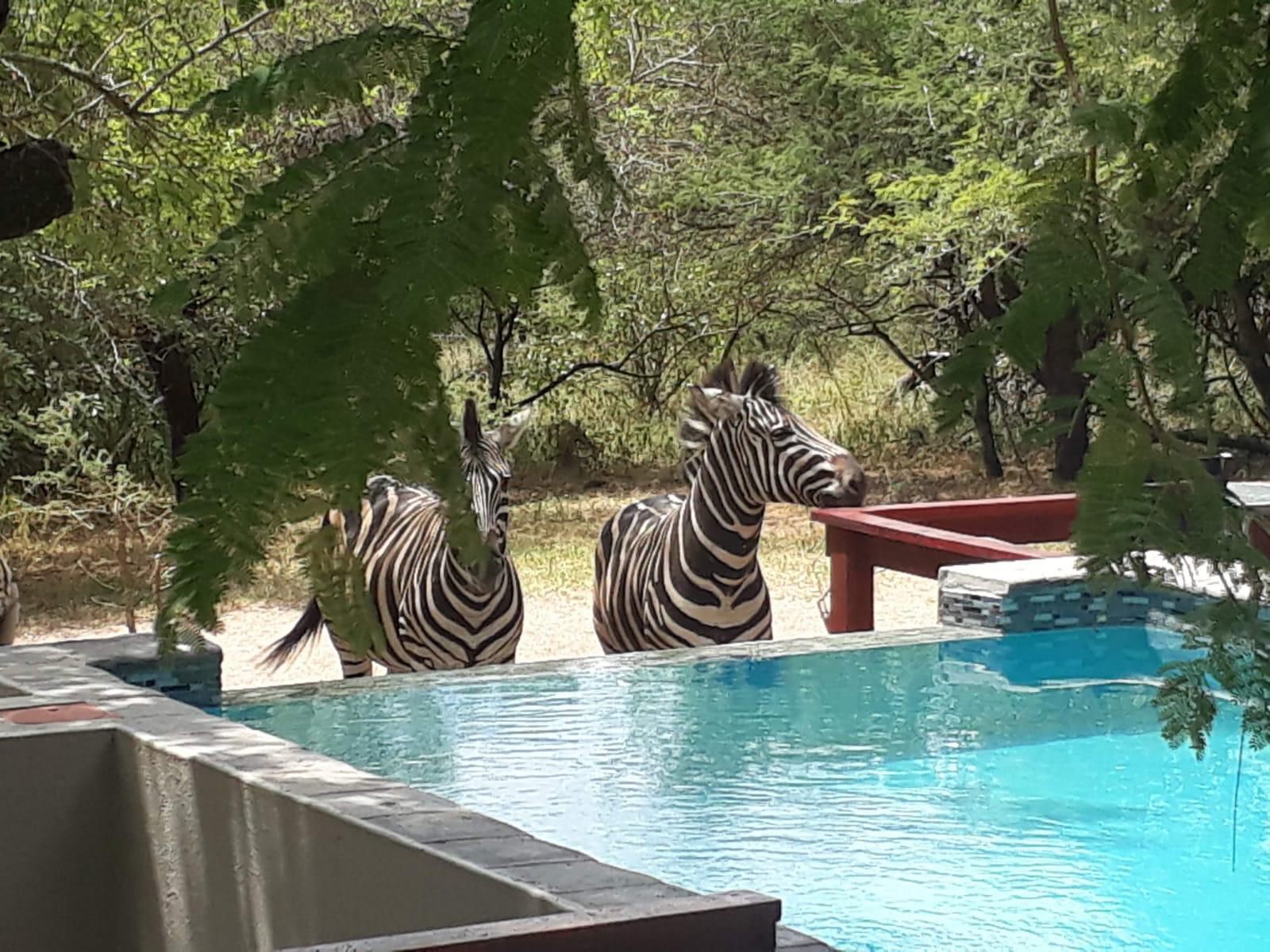 Turaco Lodge Marloth Park Mpumalanga South Africa Zebra, Mammal, Animal, Herbivore, Swimming Pool