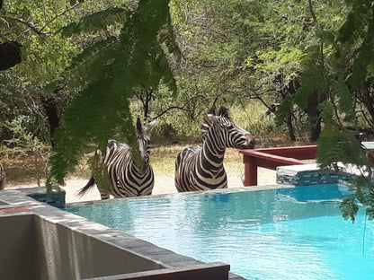 Turaco Lodge Marloth Park Mpumalanga South Africa Zebra, Mammal, Animal, Herbivore, Swimming Pool