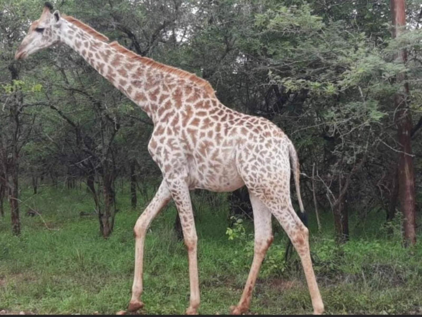 Turaco Lodge Marloth Park Mpumalanga South Africa Giraffe, Mammal, Animal, Herbivore