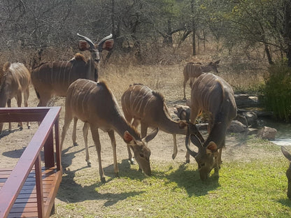 Turaco Lodge Marloth Park Mpumalanga South Africa Animal