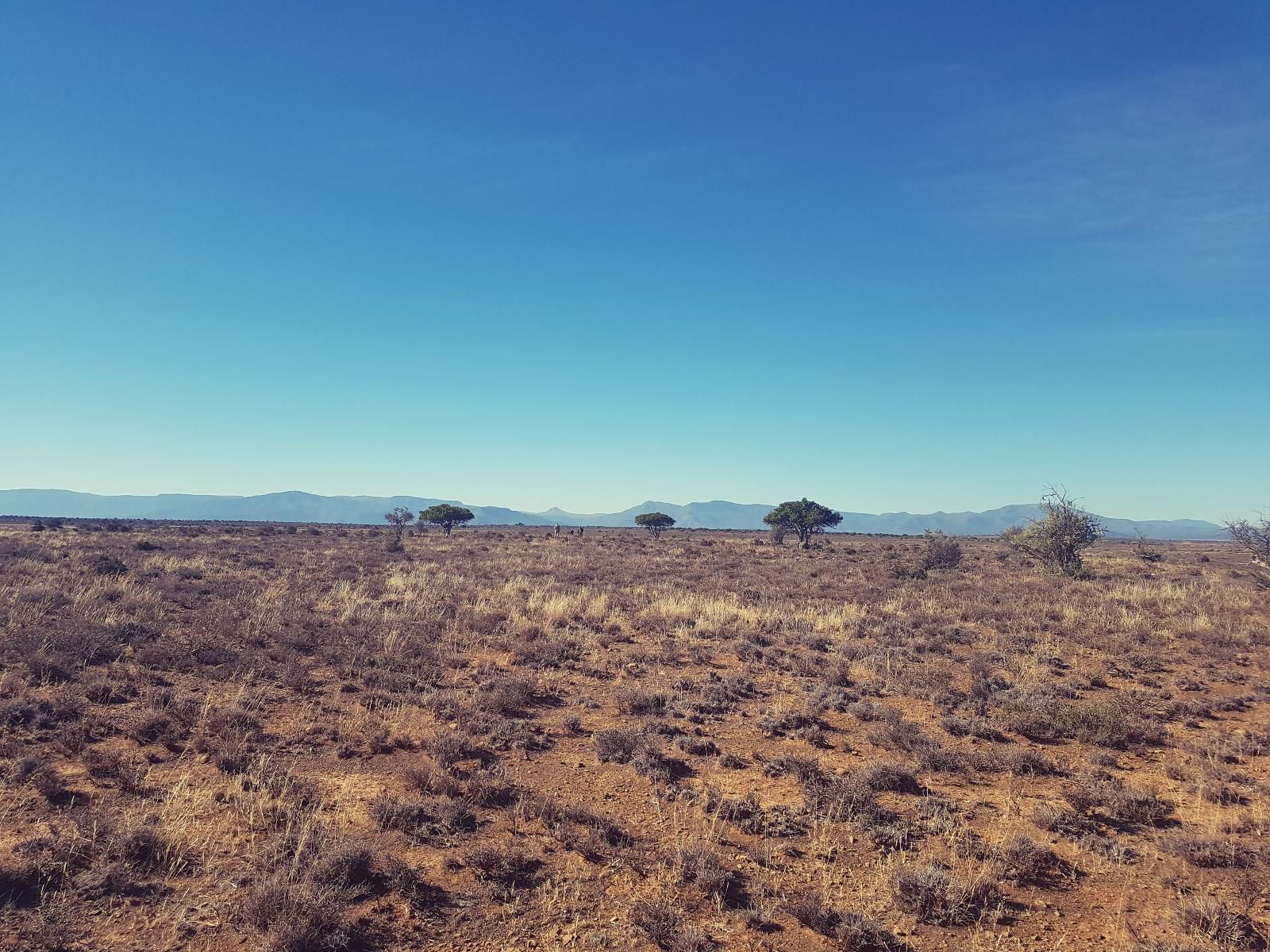 Turksvygrivier Safari S Pearston Eastern Cape South Africa Cactus, Plant, Nature, Desert, Sand, Lowland