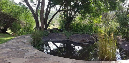 Turnstream Reserve Cathcart Eastern Cape South Africa Reptile, Animal, Turtle, Garden, Nature, Plant