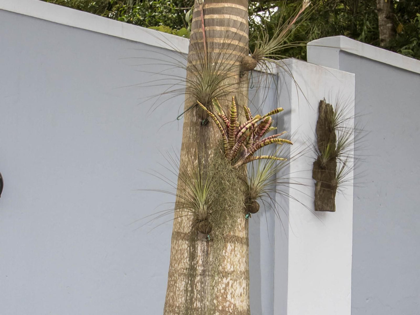 Turtle Bay Lodge St Lucia Kwazulu Natal South Africa Palm Tree, Plant, Nature, Wood