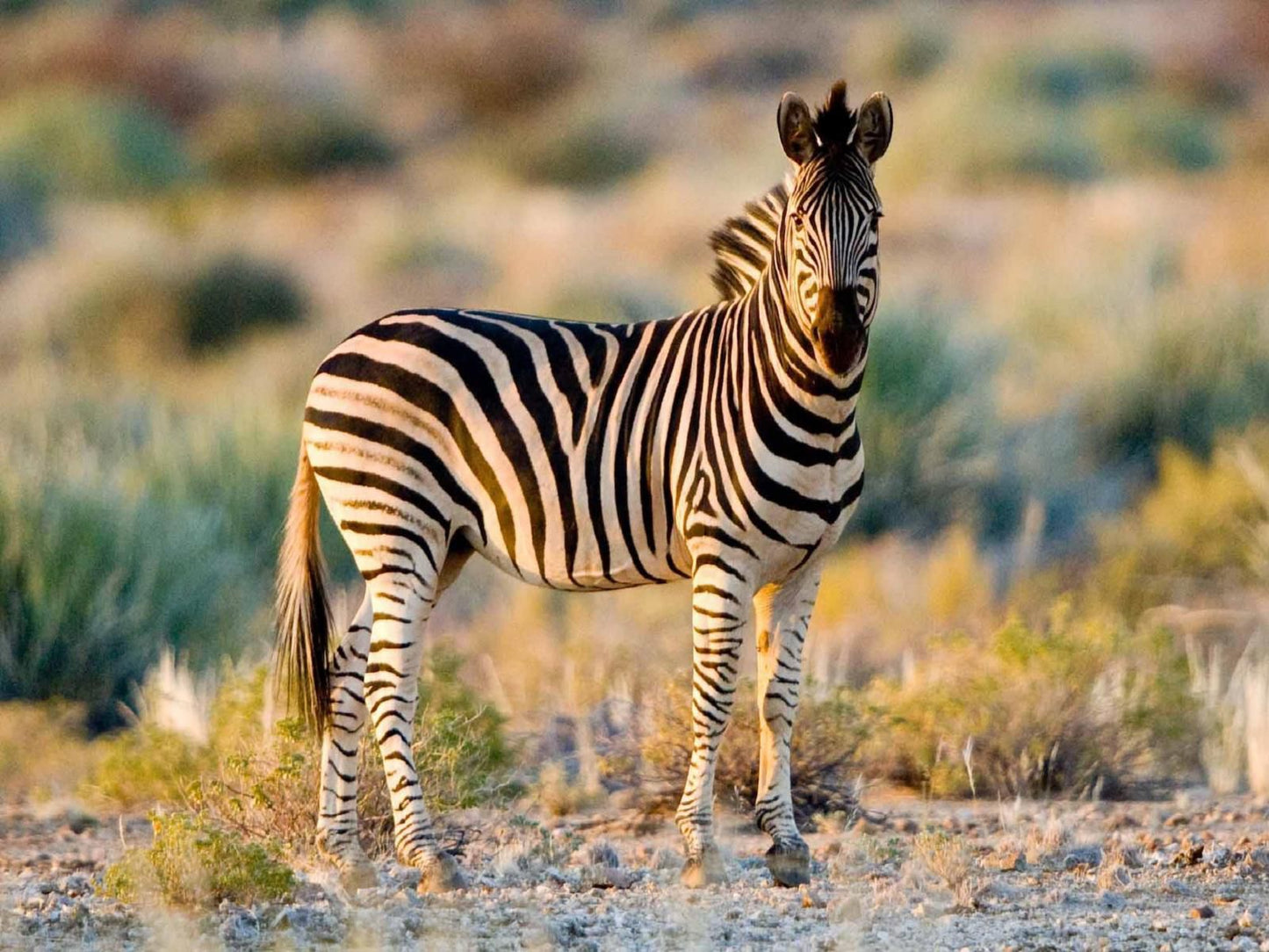 Tutwa Desert Lodge Augrabies Northern Cape South Africa Zebra, Mammal, Animal, Herbivore