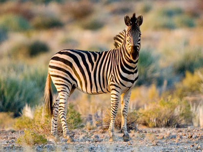 Tutwa Desert Lodge Augrabies Northern Cape South Africa Zebra, Mammal, Animal, Herbivore