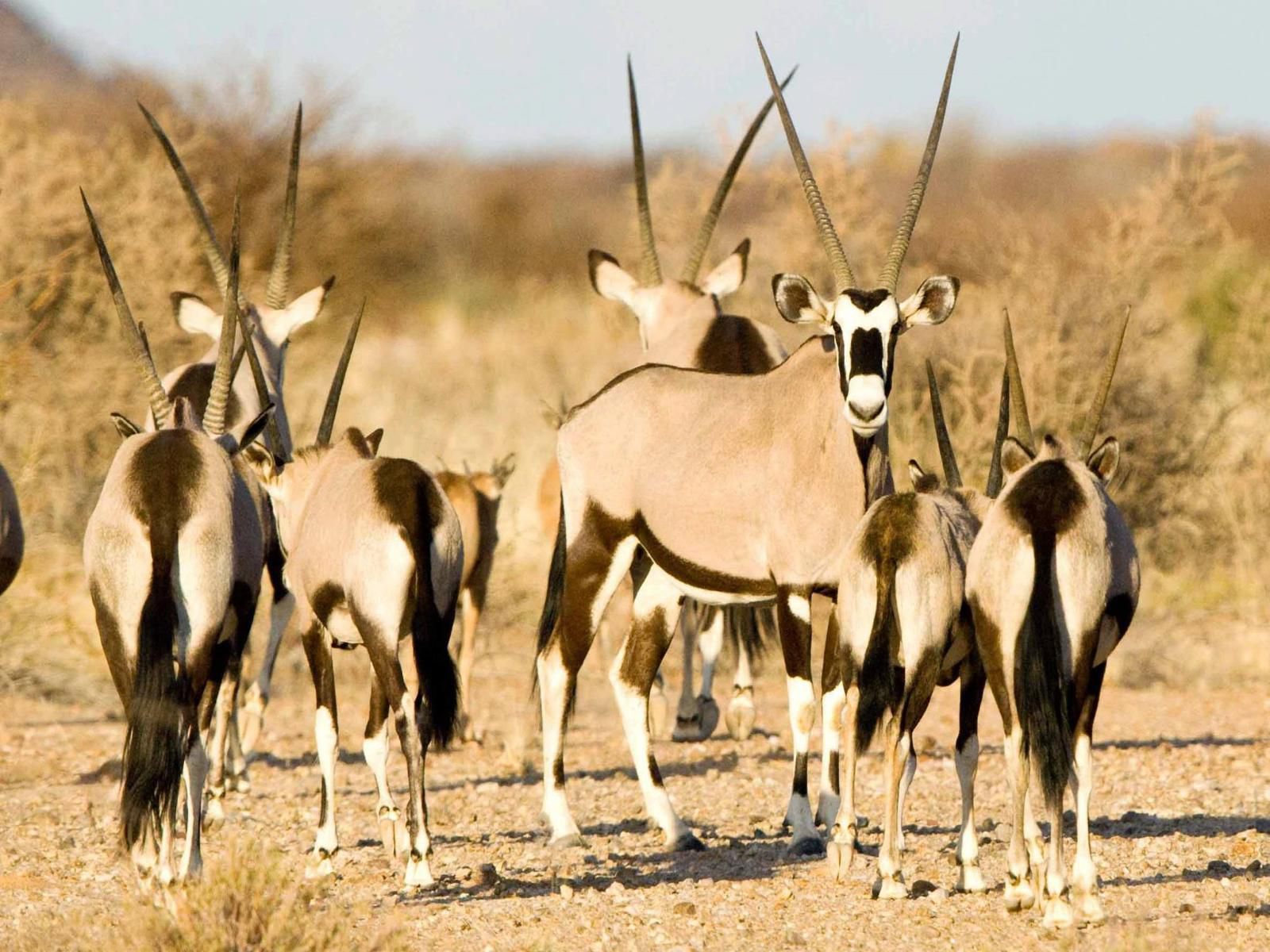 Tutwa Desert Lodge Augrabies Northern Cape South Africa Animal