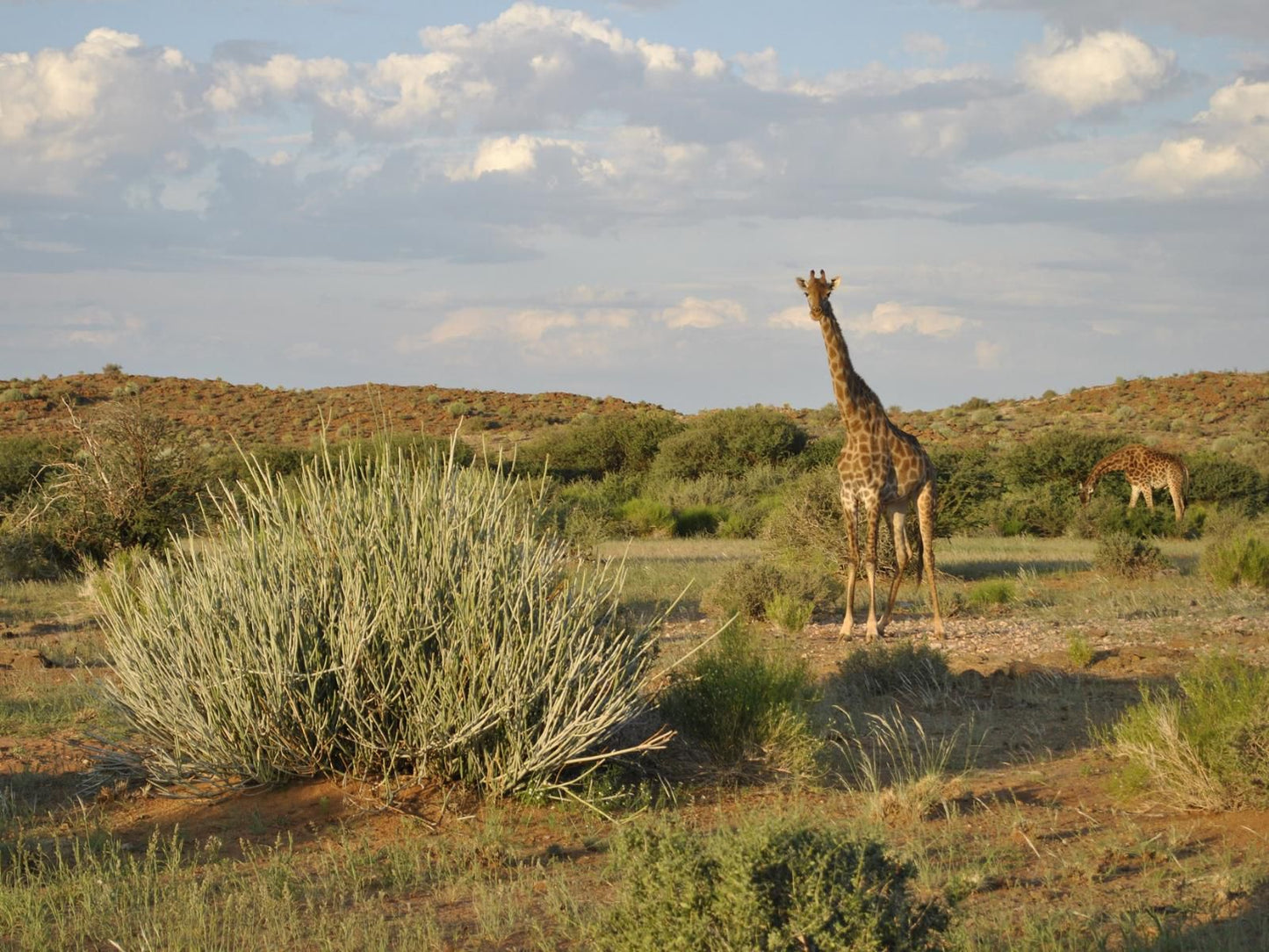 Tutwa Desert Lodge Augrabies Northern Cape South Africa Animal