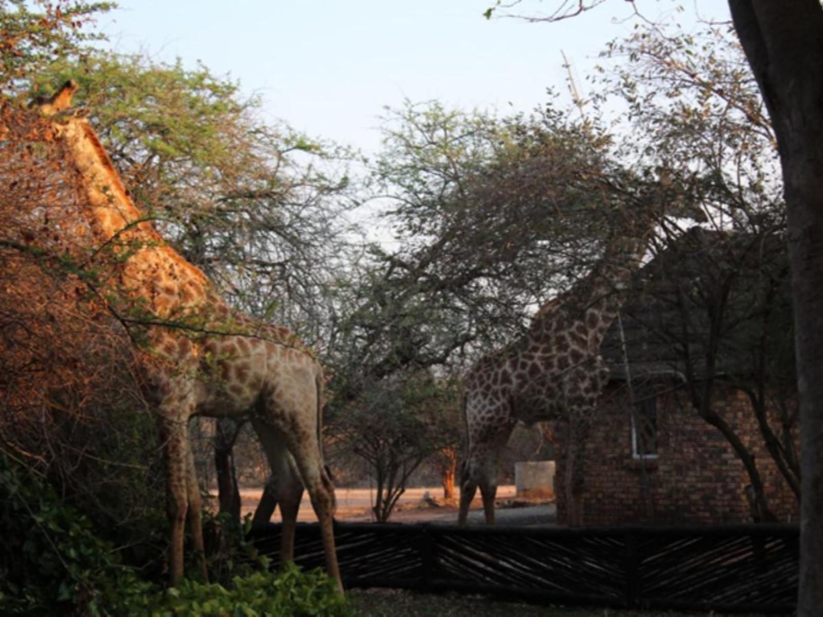 Twalumba Marloth Park Mpumalanga South Africa Giraffe, Mammal, Animal, Herbivore