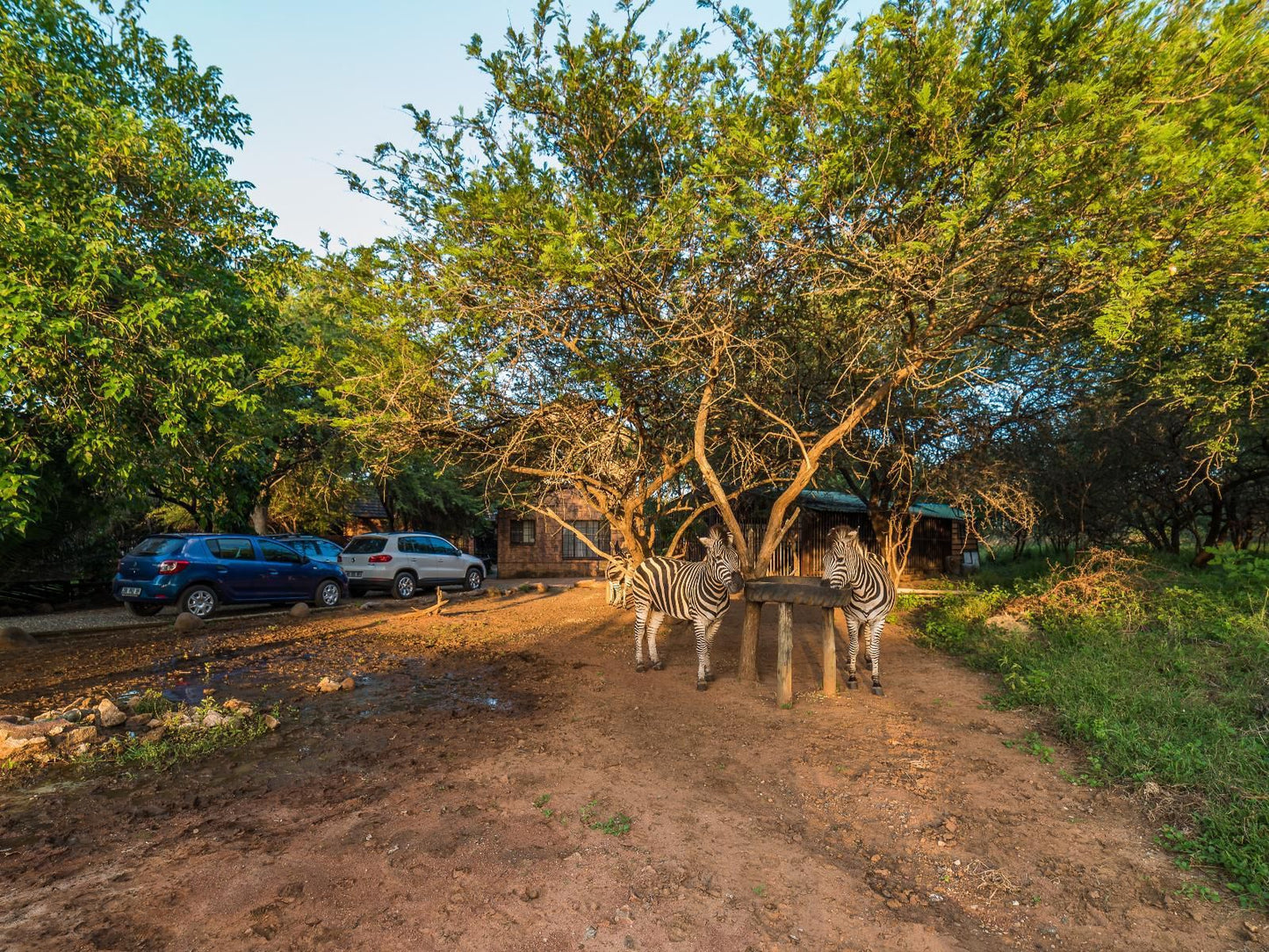 Twalumba Marloth Park Mpumalanga South Africa Animal