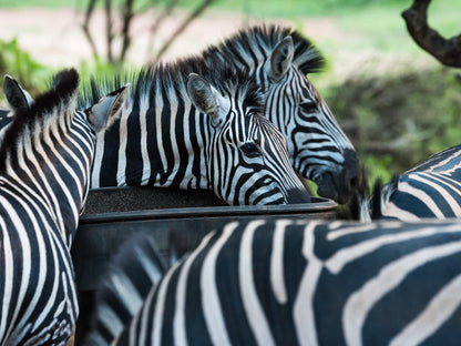 Twalumba Marloth Park Mpumalanga South Africa Zebra, Mammal, Animal, Herbivore
