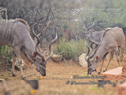 Twalumba Marloth Park Mpumalanga South Africa Animal