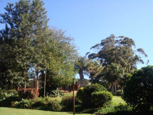 Tween Trees Patensie Eastern Cape South Africa Complementary Colors, Palm Tree, Plant, Nature, Wood, Tree