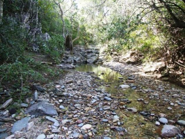 Tween Trees Patensie Eastern Cape South Africa Forest, Nature, Plant, Tree, Wood, River, Waters