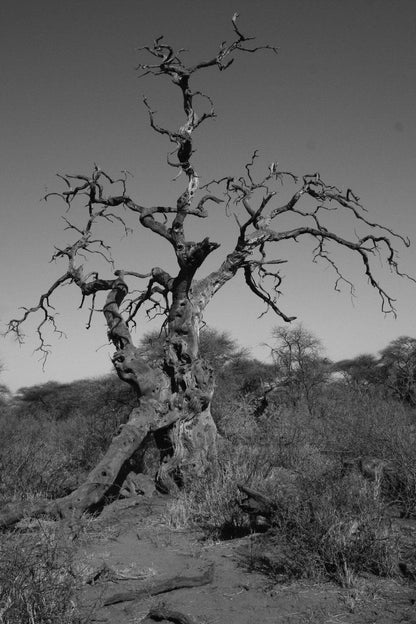 Tweerivier Game Lodge Lephalale Ellisras Limpopo Province South Africa Colorless, Black And White, Tree, Plant, Nature, Wood