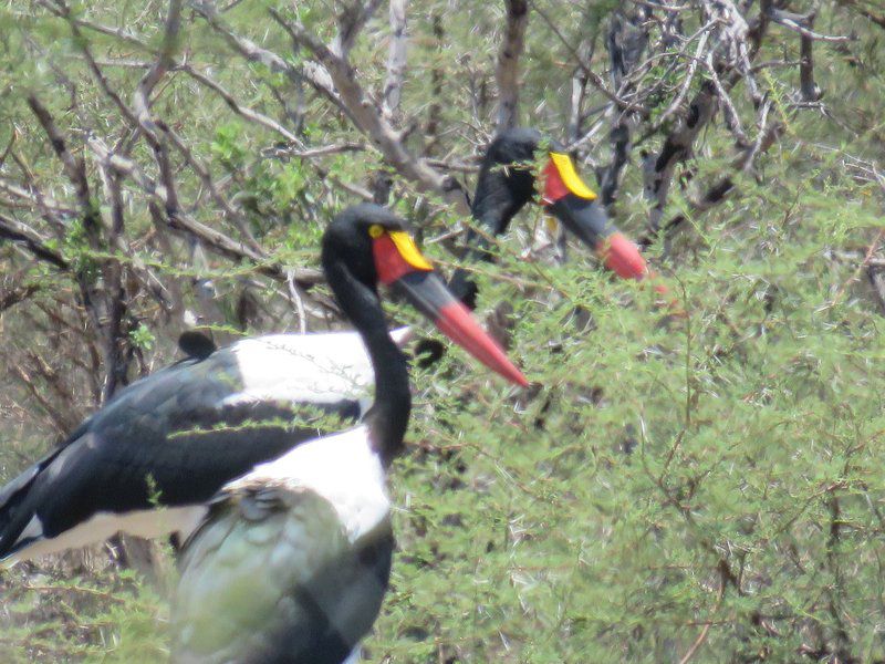 Tweerivier Game Lodge Lephalale Ellisras Limpopo Province South Africa Bird, Animal