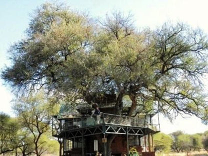 Tweerivier Game Lodge Lephalale Ellisras Limpopo Province South Africa Plant, Nature, Tree, Wood