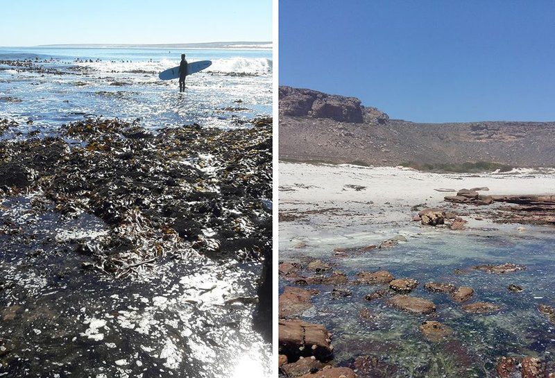 28 Kreef Street Elandsbaai Elands Bay Western Cape South Africa Beach, Nature, Sand, Cliff, Seal, Mammal, Animal, Predator, Ocean, Waters