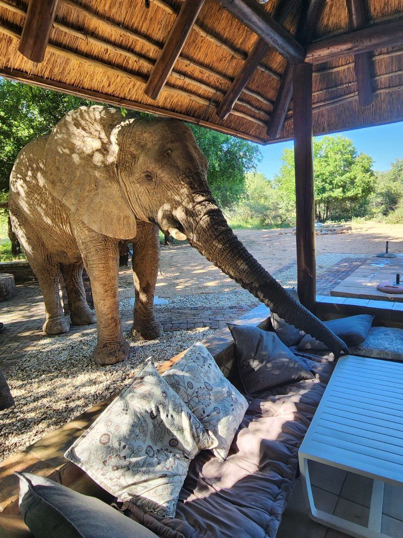 Twiga Lodge Mabalingwe Mabalingwe Nature Reserve Bela Bela Warmbaths Limpopo Province South Africa Elephant, Mammal, Animal, Herbivore