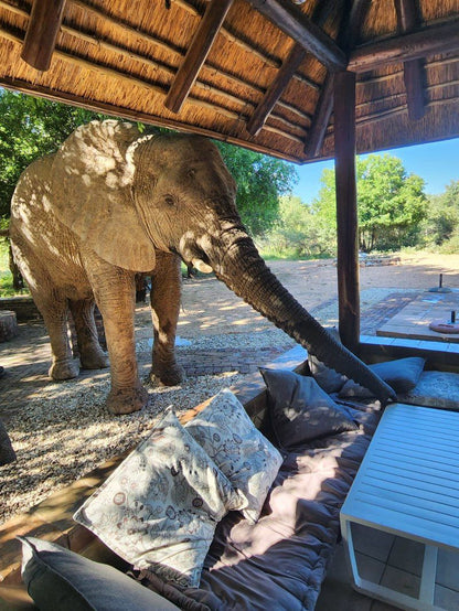 Twiga Lodge Mabalingwe Mabalingwe Nature Reserve Bela Bela Warmbaths Limpopo Province South Africa Elephant, Mammal, Animal, Herbivore