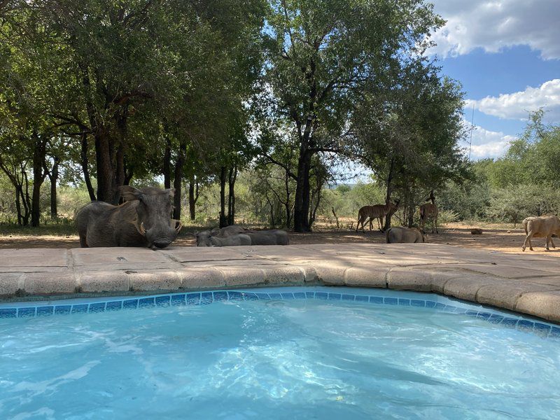 Twiga Lodge Mabalingwe Mabalingwe Nature Reserve Bela Bela Warmbaths Limpopo Province South Africa Animal, Swimming Pool