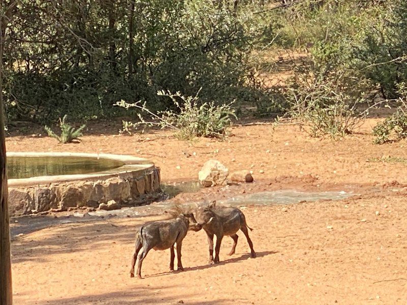 Twiga Lodge Mabalingwe Mabalingwe Nature Reserve Bela Bela Warmbaths Limpopo Province South Africa Sepia Tones, Animal