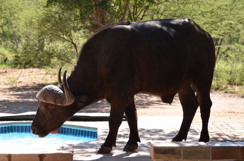 Twiga Lodge Mabalingwe Mabalingwe Nature Reserve Bela Bela Warmbaths Limpopo Province South Africa Animal