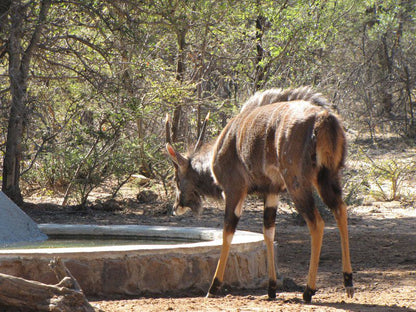 Twiga Lodge Mabalingwe Mabalingwe Nature Reserve Bela Bela Warmbaths Limpopo Province South Africa Animal
