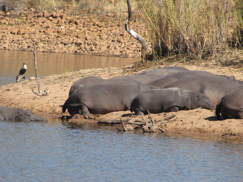 Twiga Lodge Mabalingwe Mabalingwe Nature Reserve Bela Bela Warmbaths Limpopo Province South Africa Water Buffalo, Mammal, Animal, Herbivore