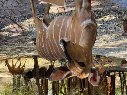 Twiga Lodge Mabalingwe Mabalingwe Nature Reserve Bela Bela Warmbaths Limpopo Province South Africa Animal