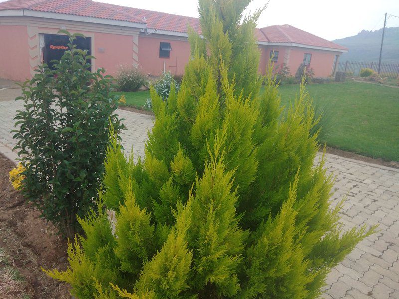 Twilight Breeze Lodge Phuthaditjhaba Free State South Africa Plant, Nature, Tree, Wood, Garden