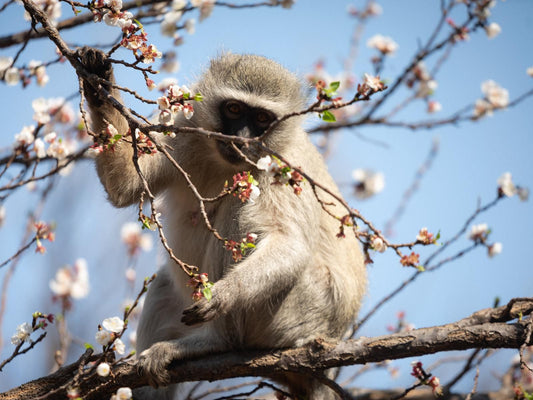 Twin Rivers Bed And Breakfast, Blossom, Plant, Nature, Primate, Mammal, Animal