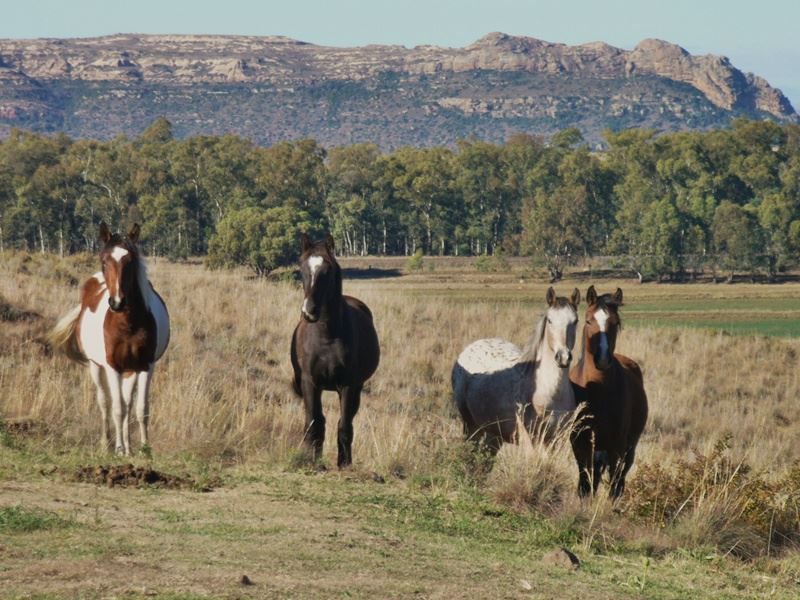 Twin Oaks Guest Farm Ladybrand Free State South Africa Horse, Mammal, Animal, Herbivore, Lowland, Nature