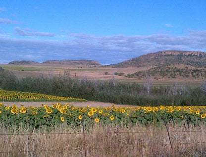 Twin Oaks Guest Farm Ladybrand Free State South Africa Field, Nature, Agriculture, Plant, Sunflower, Flower, Lowland