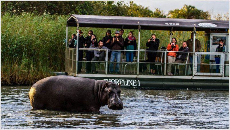 Face, Person, One Face, Hippo, Mammal, Animal, Herbivore, Water Buffalo, Frontal Face, 2 Night St Lucia Safari Package, St Lucia, St Lucia